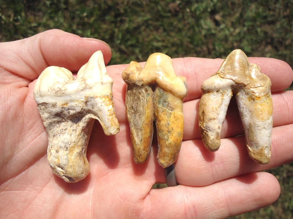 Large image 1 Three Beyond Rare American Lion Teeth