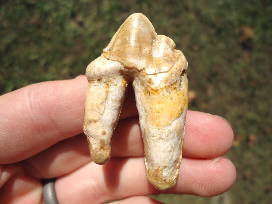 Large image 2 Three Beyond Rare American Lion Teeth