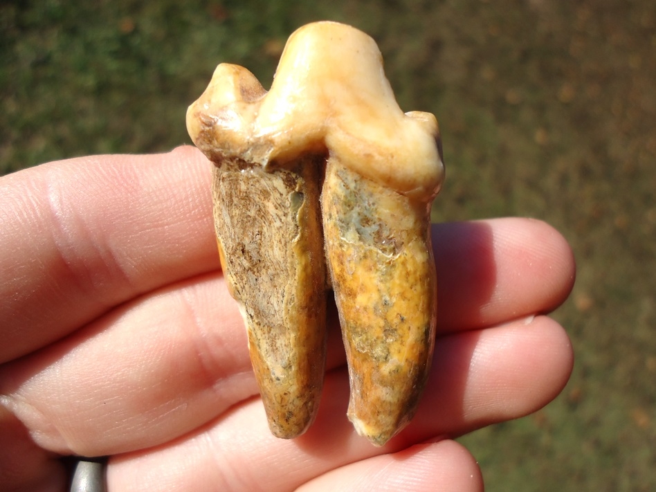 Large image 3 Three Beyond Rare American Lion Teeth