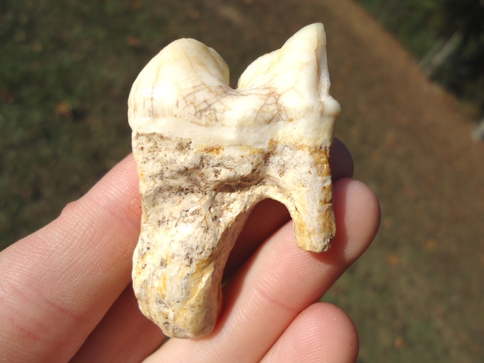 Large image 5 Three Beyond Rare American Lion Teeth