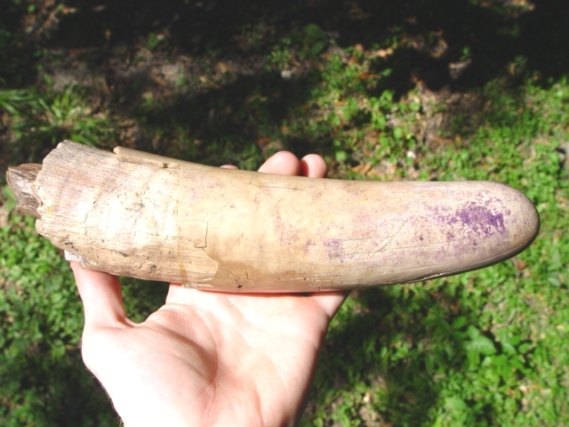 Large image 1 Mammoth Tusk Tip