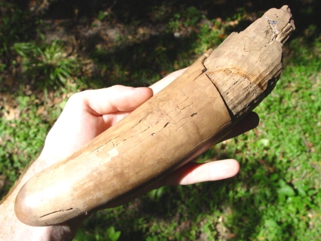 Large image 2 Mammoth Tusk Tip