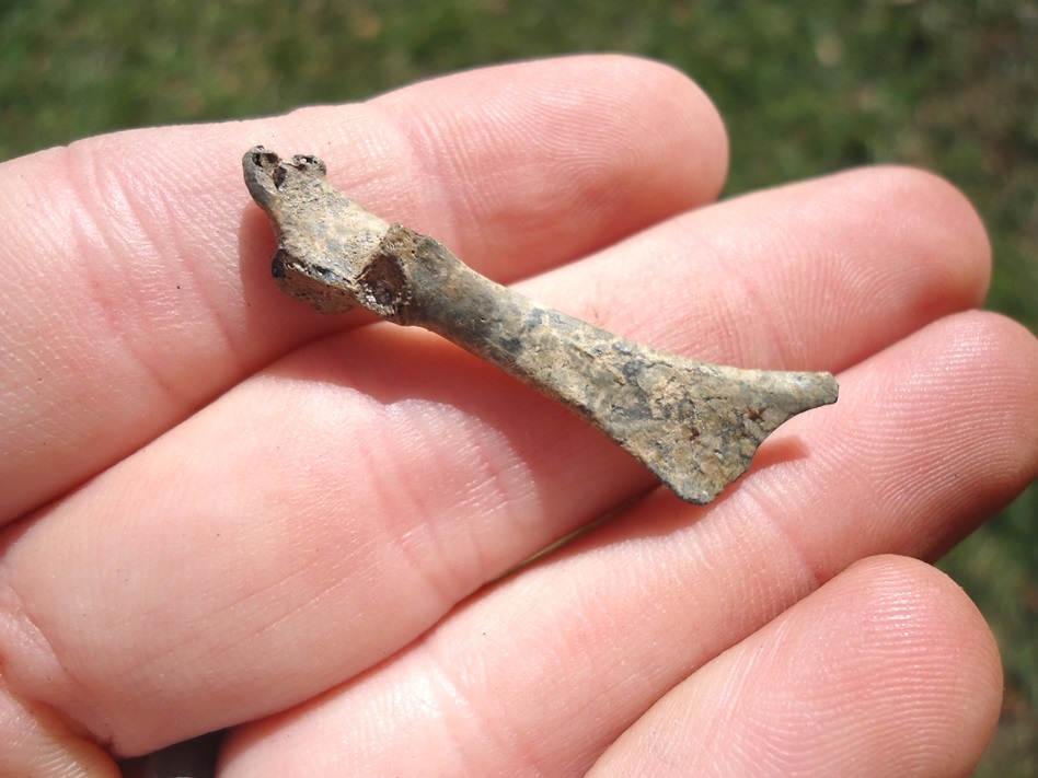 Large image 2 Bufflehead Coracoid