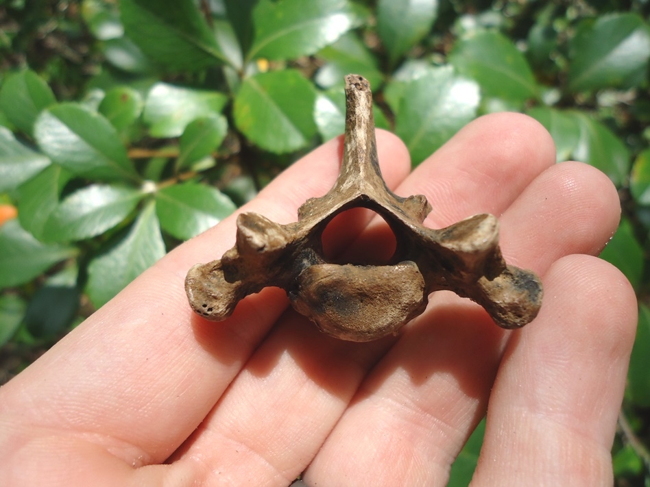 Large image 1 Bobcat Thoracic Vertebra