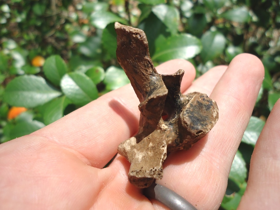 Large image 2 Bobcat Thoracic Vertebra