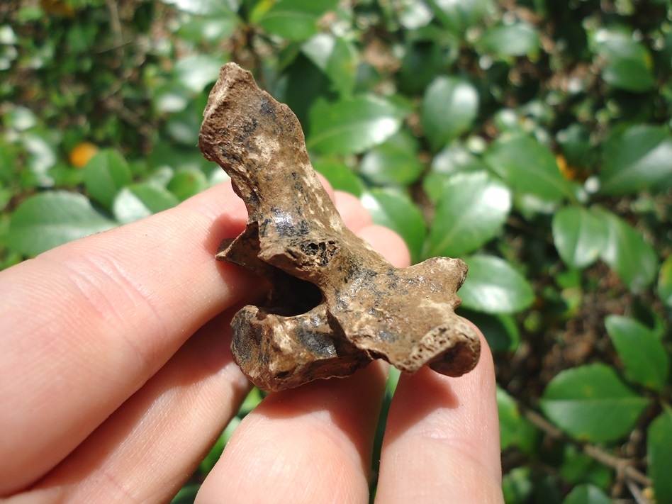 Large image 3 Bobcat Thoracic Vertebra