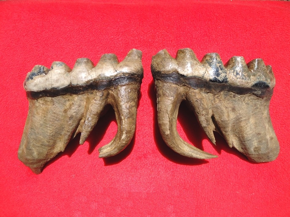 Large image 1 Matched Pair of Six Hump Mastodon Teeth
