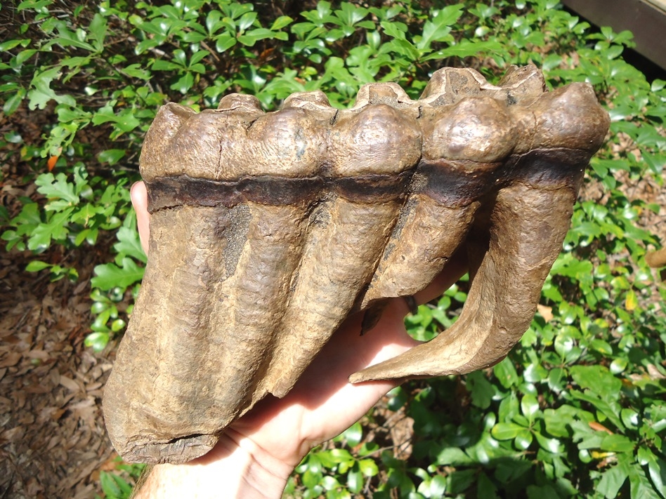 Large image 2 Matched Pair of Six Hump Mastodon Teeth