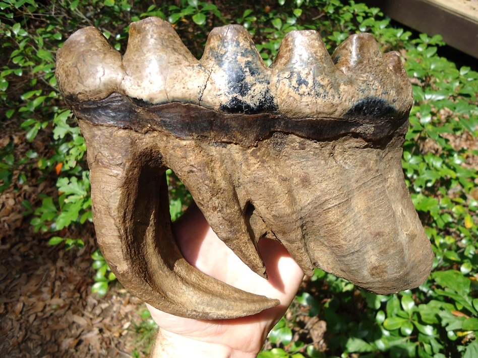 Large image 3 Matched Pair of Six Hump Mastodon Teeth