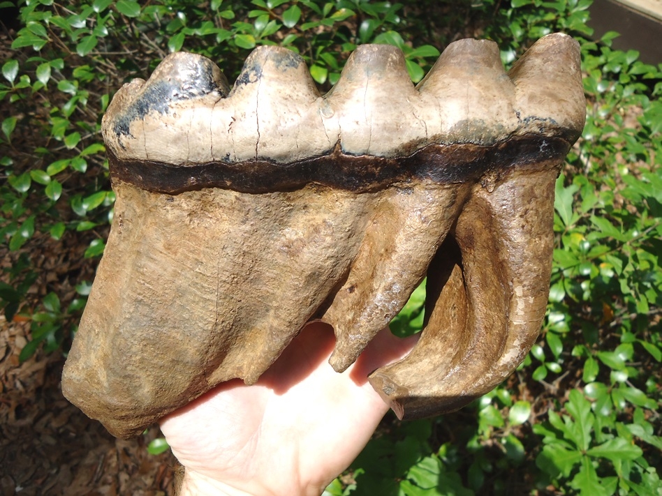 Large image 4 Matched Pair of Six Hump Mastodon Teeth