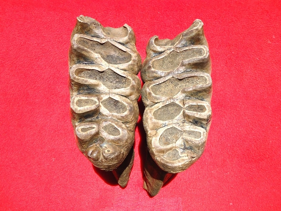 Large image 5 Matched Pair of Six Hump Mastodon Teeth