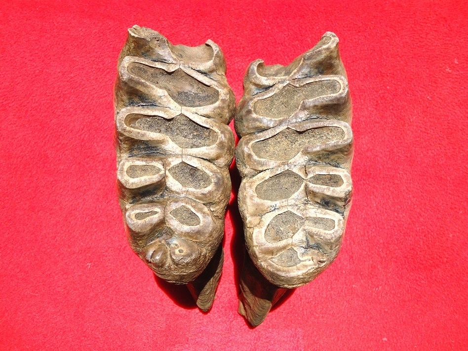 Large image 5 Matched Pair of Six Hump Mastodon Teeth