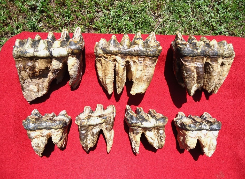 Large image 1 Incredible Associated Set of Mastodon Teeth