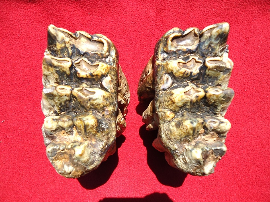 Large image 2 Incredible Associated Set of Mastodon Teeth
