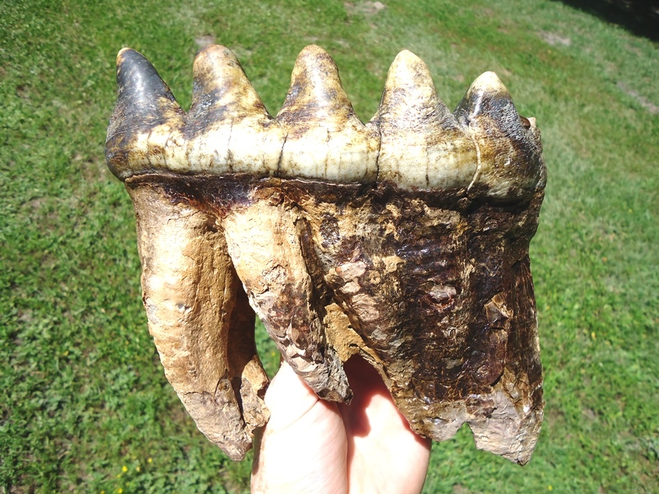 Large image 3 Incredible Associated Set of Mastodon Teeth