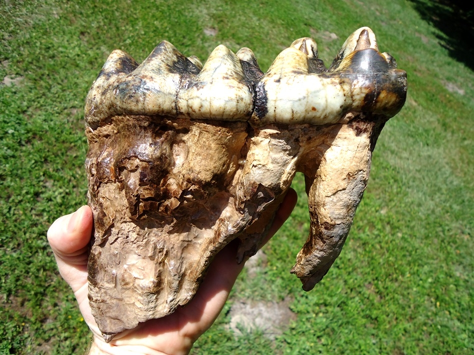 Large image 4 Incredible Associated Set of Mastodon Teeth