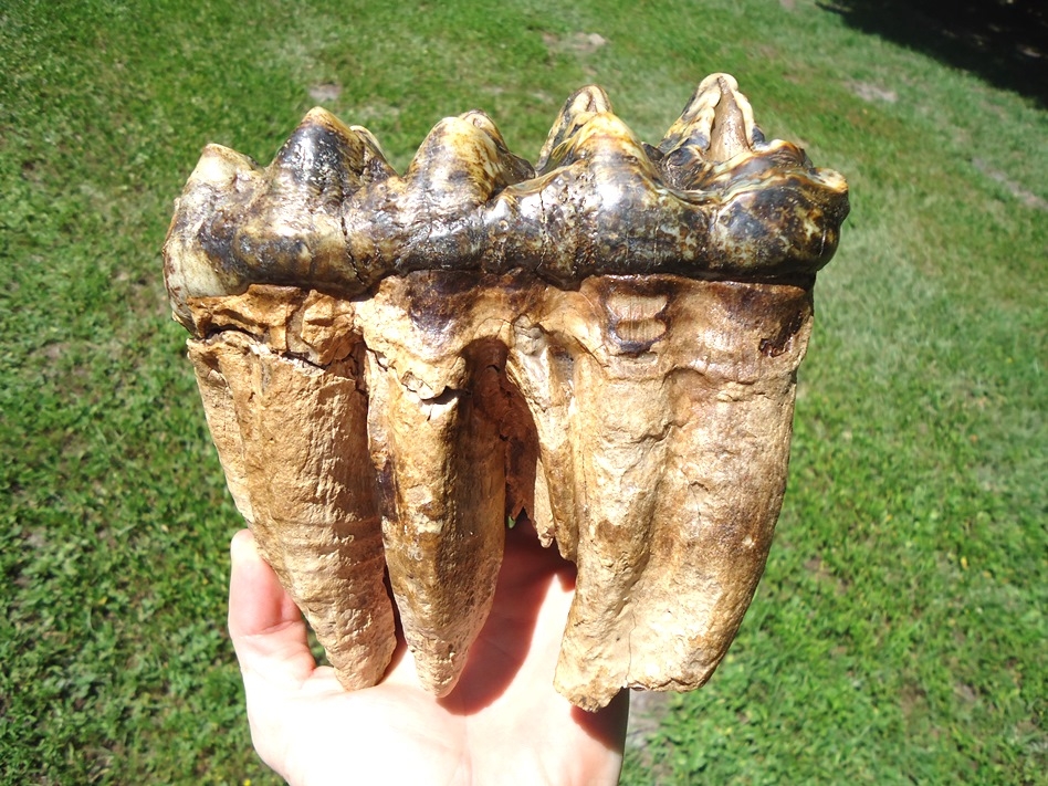 Large image 5 Incredible Associated Set of Mastodon Teeth