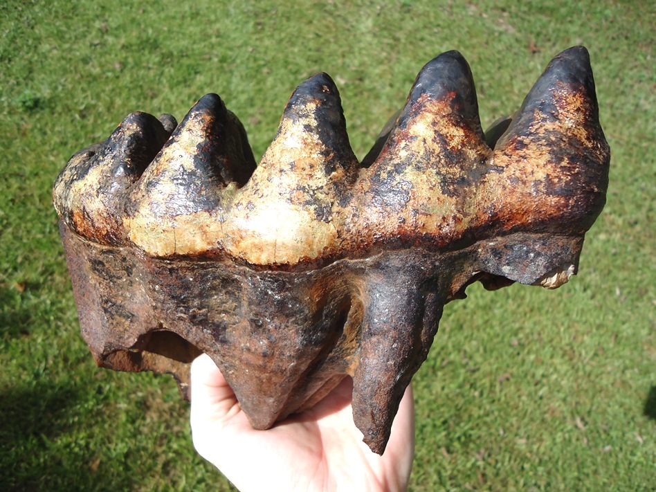 Large image 1 World Record Sized Six Hump Mastodon Tooth
