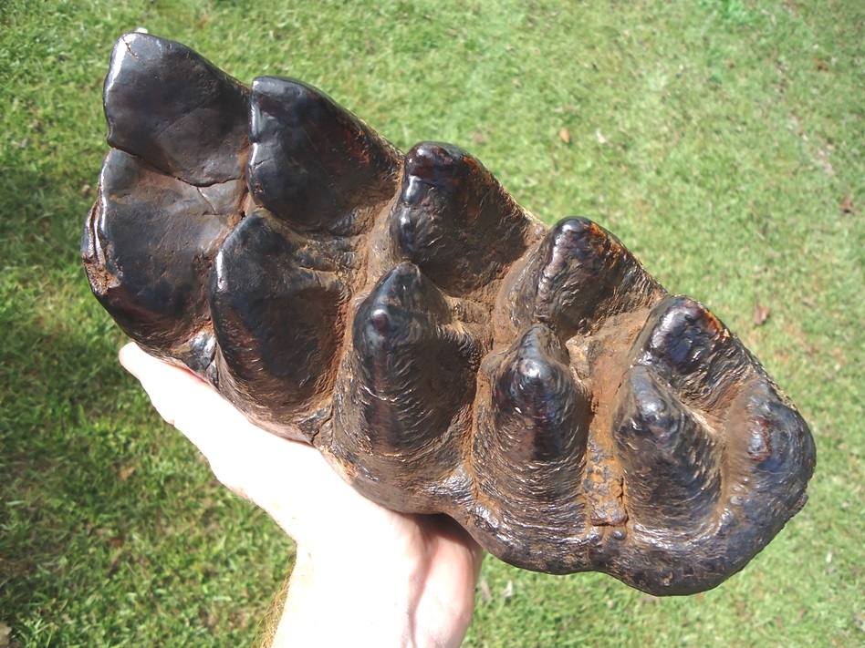 Large image 2 World Record Sized Six Hump Mastodon Tooth