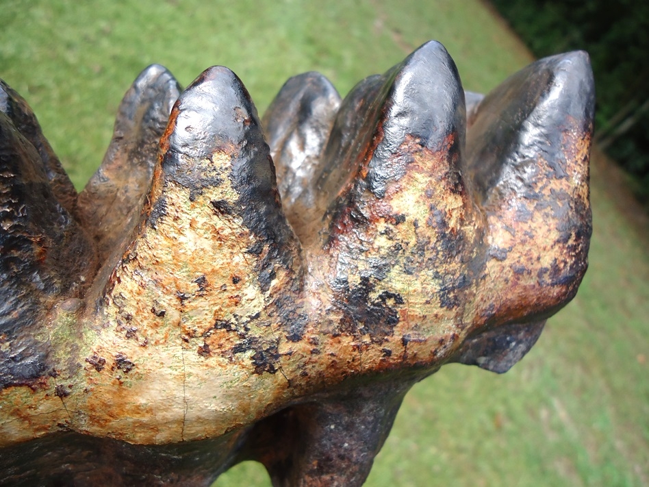 Large image 3 World Record Sized Six Hump Mastodon Tooth