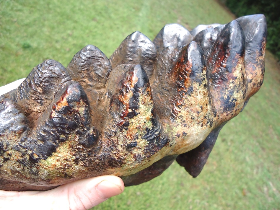 Large image 4 World Record Sized Six Hump Mastodon Tooth