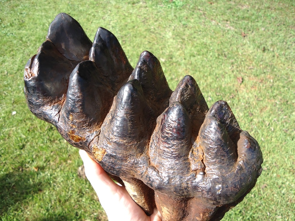Large image 5 World Record Sized Six Hump Mastodon Tooth
