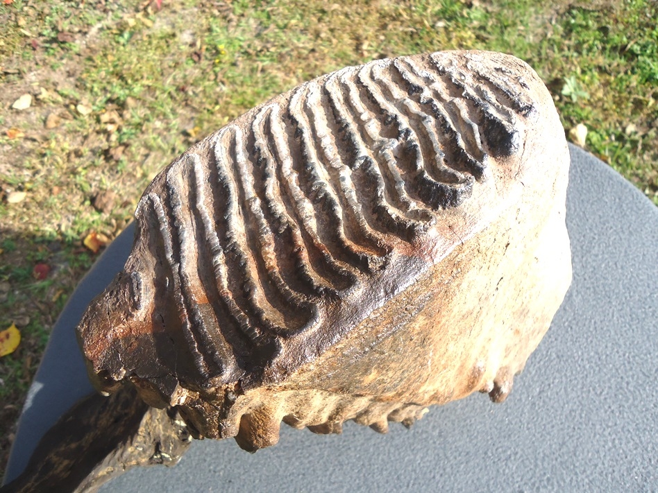 Large image 1 Massive 17lb Museum Quality Mammoth Tooth