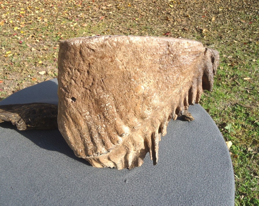 Large image 2 Massive 17lb Museum Quality Mammoth Tooth