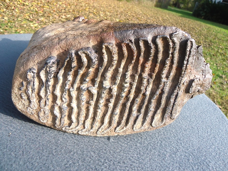 Large image 3 Massive 17lb Museum Quality Mammoth Tooth