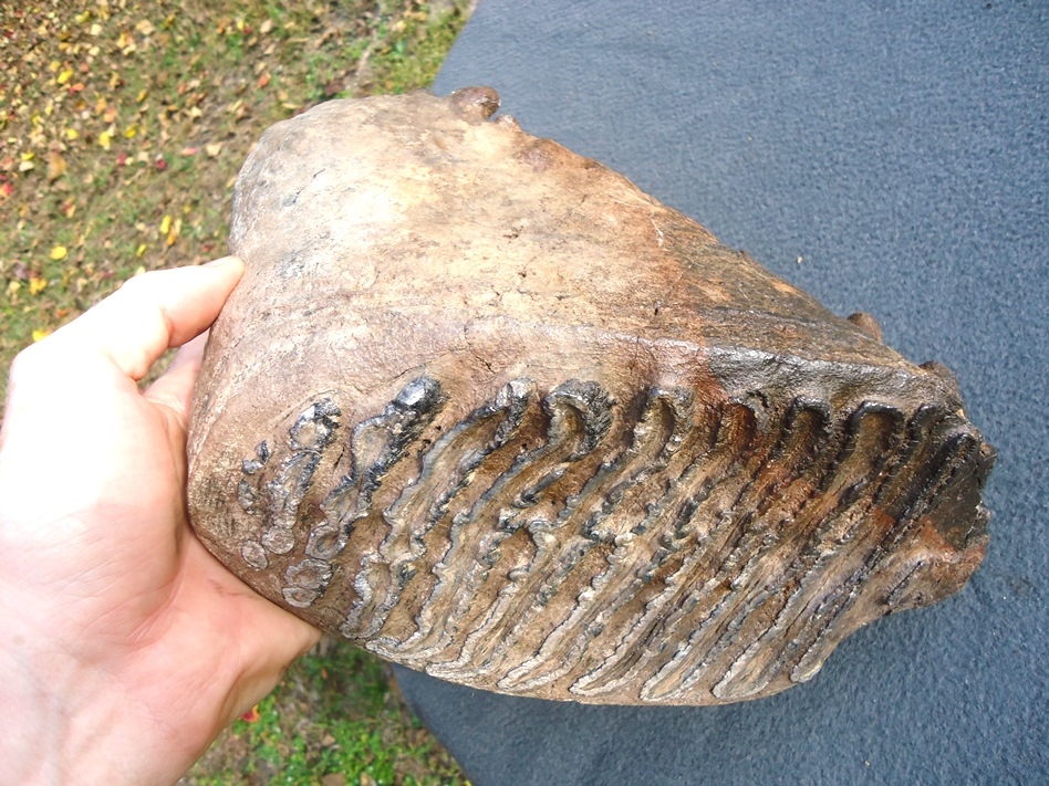 Large image 5 Massive 17lb Museum Quality Mammoth Tooth