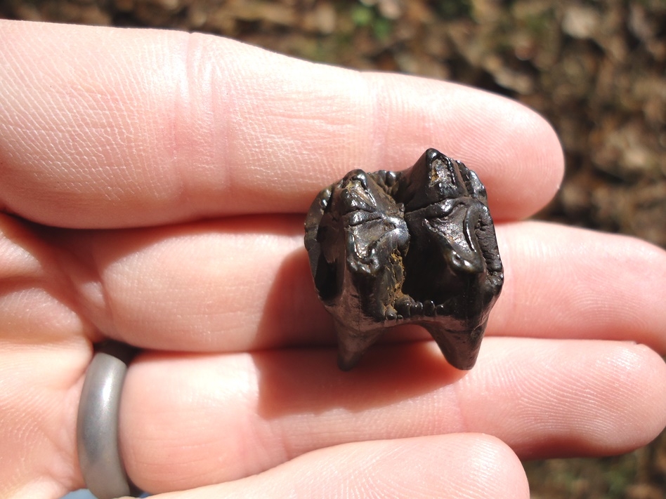 Large image 1 Upper Peccary Molar