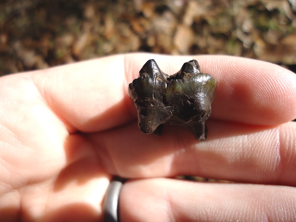 Large image 2 Upper Peccary Molar