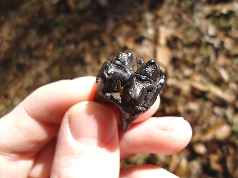 Large image 3 Upper Peccary Molar