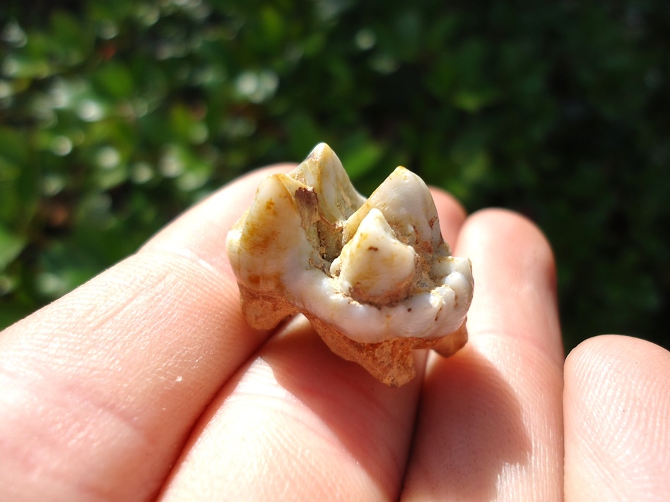 Large image 1 Choice Peccary Molar