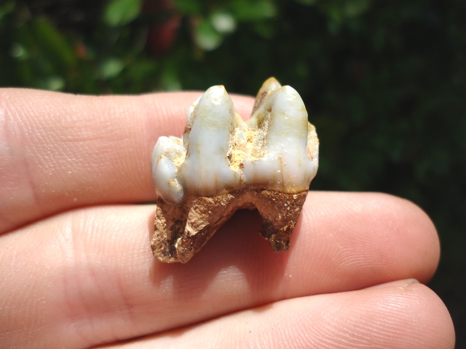 Large image 3 Choice Peccary Molar