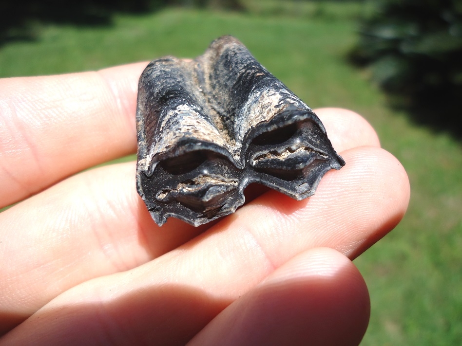 Large image 3 Attractive Llama Molar