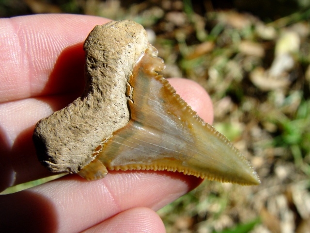 Large image 1 Crisp Dagger Auriculatus Shark Tooth