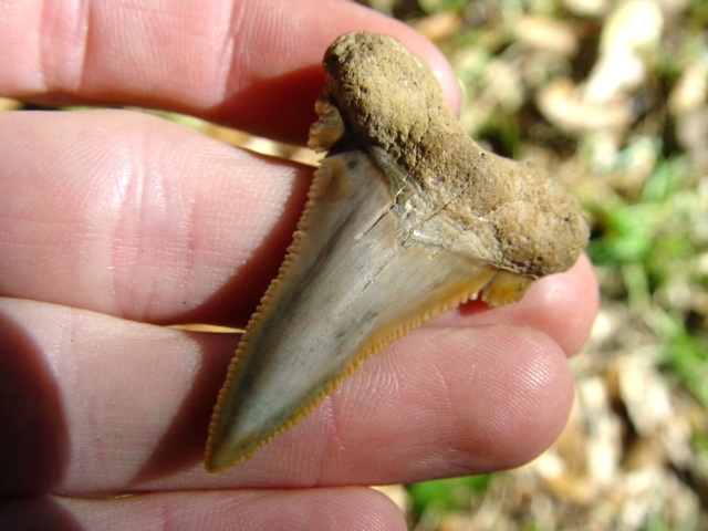 Large image 2 Crisp Dagger Auriculatus Shark Tooth