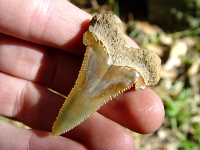 Large image 3 Crisp Dagger Auriculatus Shark Tooth