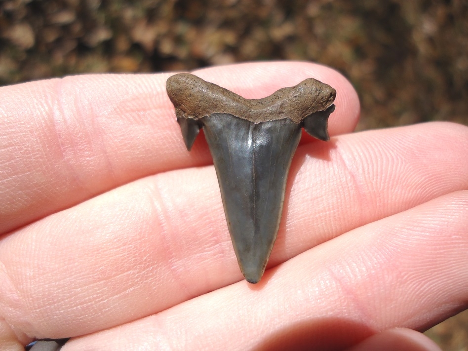 Large image 1 Rare Eocene Mackerel Shark Tooth