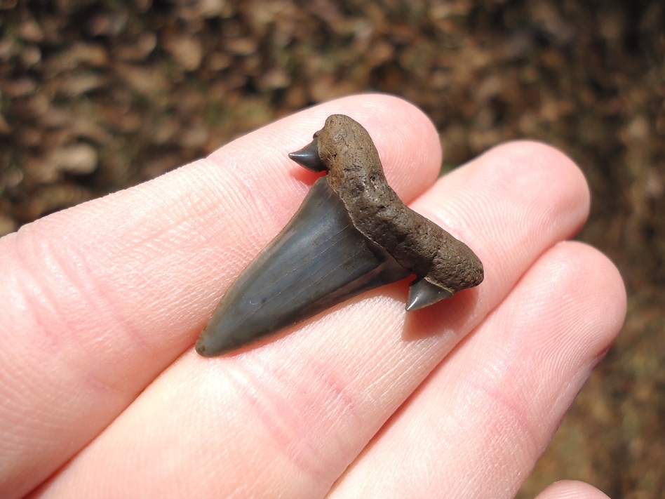 Large image 2 Rare Eocene Mackerel Shark Tooth