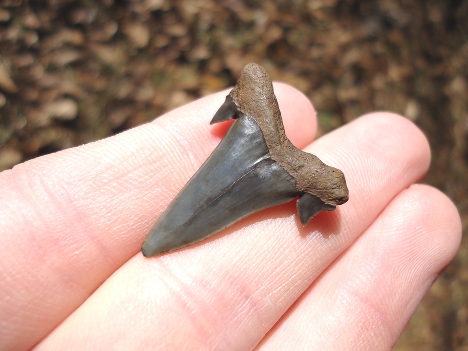 Large image 3 Rare Eocene Mackerel Shark Tooth