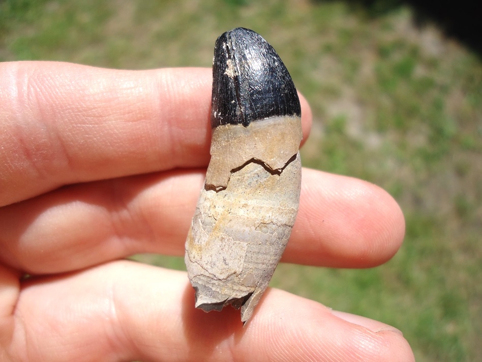 Large image 1 Uncommon Rooted Alligator Tooth
