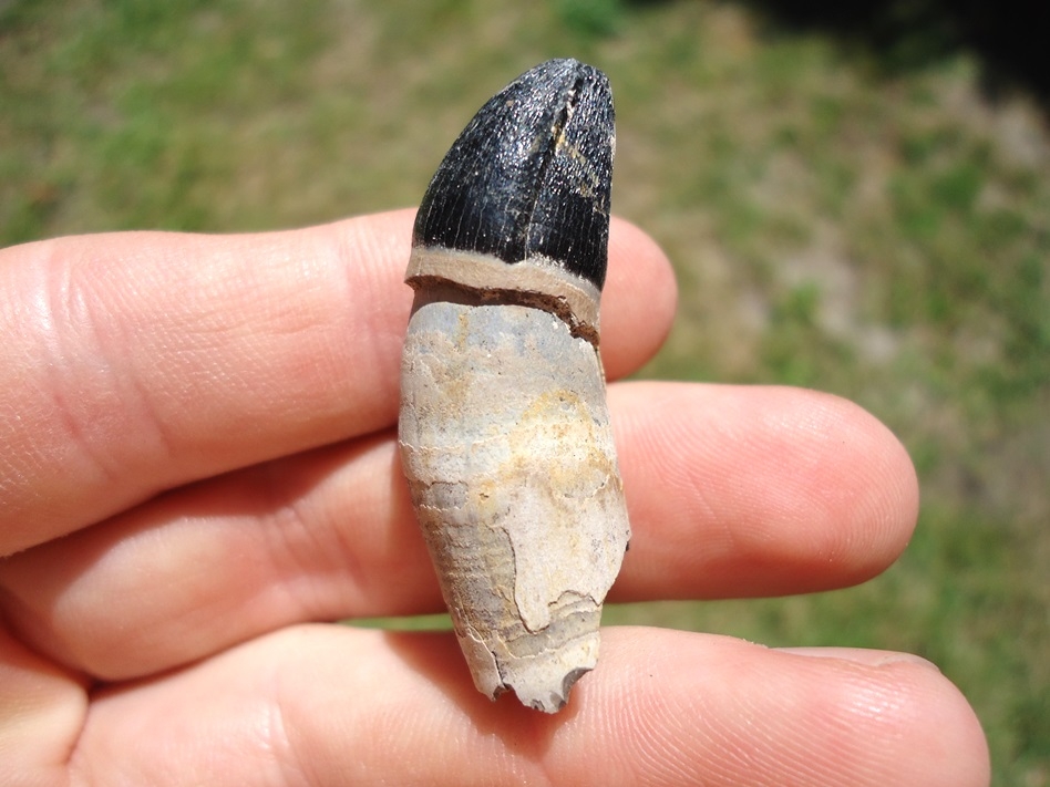 Large image 2 Uncommon Rooted Alligator Tooth