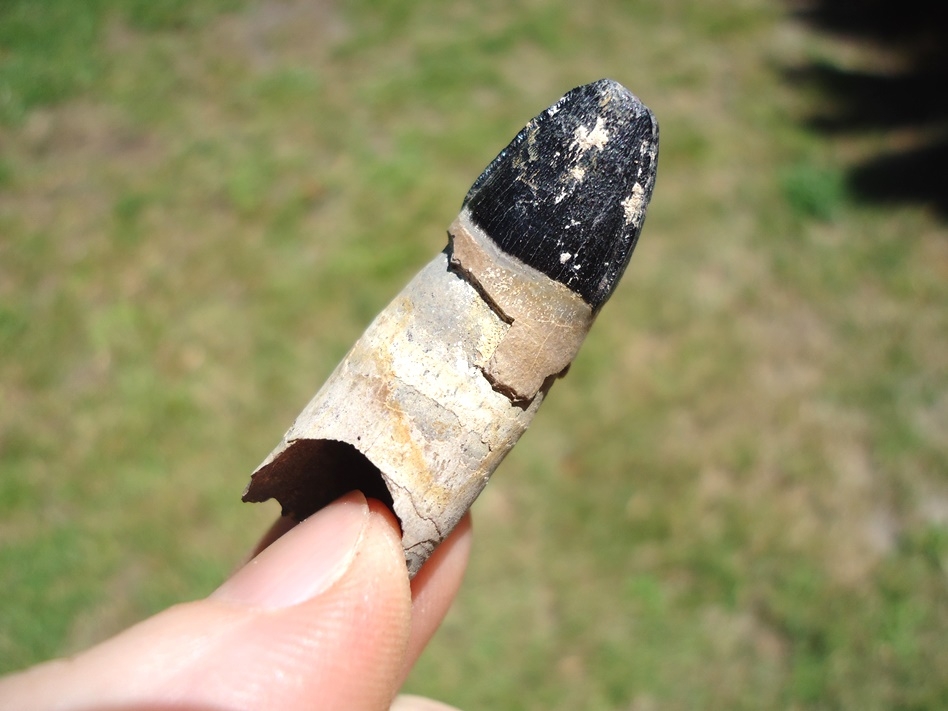 Large image 3 Uncommon Rooted Alligator Tooth