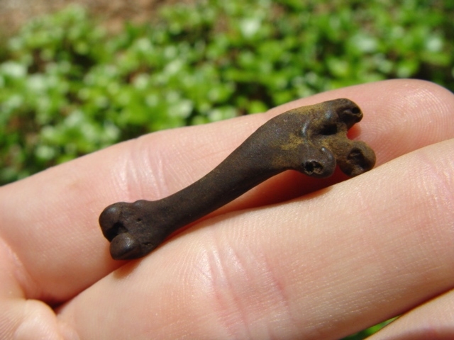 Large image 1 Pocket Gopher Femur