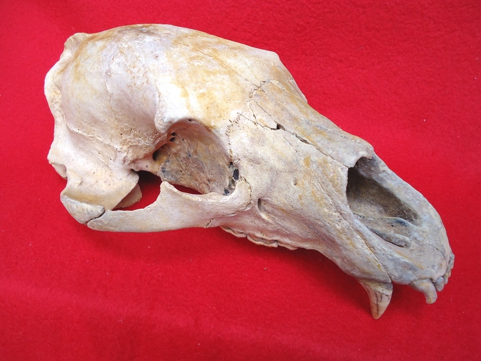 Large image 1 Beyond Rare Fossil Black Bear Skull