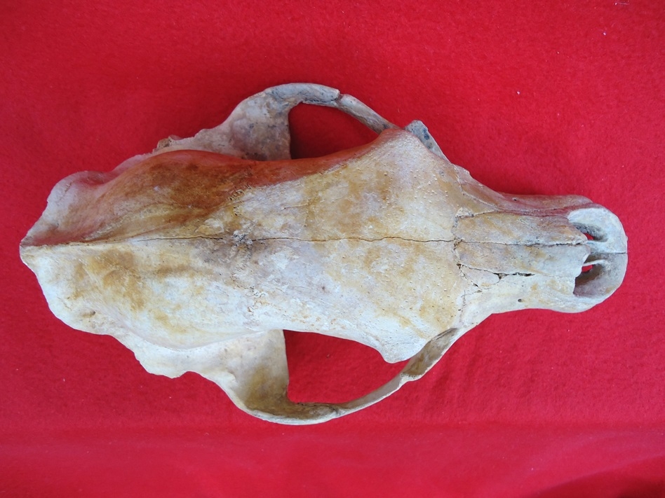 Large image 2 Beyond Rare Fossil Black Bear Skull