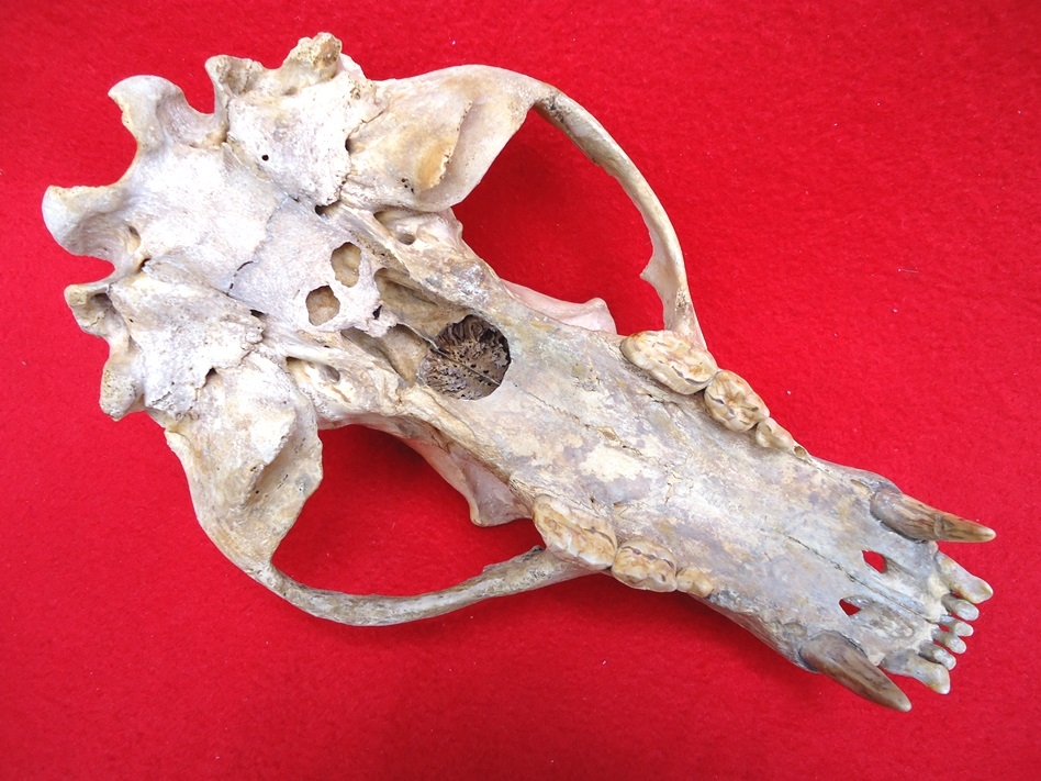Large image 3 Beyond Rare Fossil Black Bear Skull