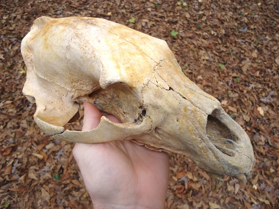 Large image 4 Beyond Rare Fossil Black Bear Skull
